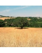 Prodotti di farro da coltivazione biologica 100% italiano